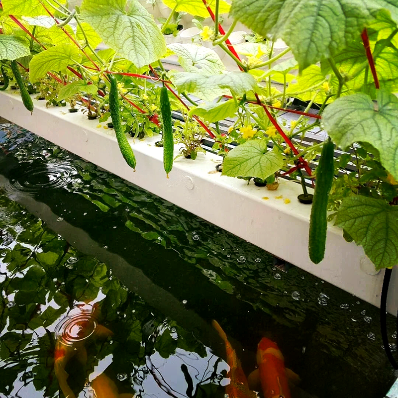 三门峡市水肥机鱼菜共生 - 一站式服务